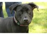 Adopt Dutchess a Black Labrador Retriever  Mixed dog in Media PA