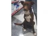 Adopt Bandit a Labrador Retriever