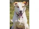 Adopt Trixie a Pointer Australian Cattle Dog (Blue Heeler)
