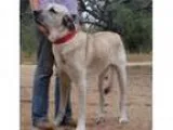 Adopt Louie a Great Pyrenees Anatolian Shepherd