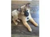 Adopt Channing a BrownChocolate - with Black Chow Chow  German S