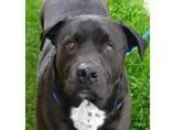 Adopt BobaFett a Pit Bull Terrier Rottweiler