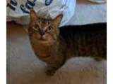 Adopt Leonard a Brown Tabby Domestic Shorthair  Mixed (short coa