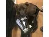 Adopt Ridge a BrownChocolate - with White Labrador Retriever  Am