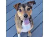 Adopt Firecracker a Beagle  Mixed dog in Smyrna GA (15126235)