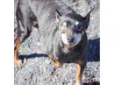 Adopt India a Miniature Pinscher  Mixed dog in Quakertown PA (15