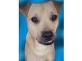 Adopt Lupin a Shepherd (Unknown Type)  Mixed dog in tucson AZ (1