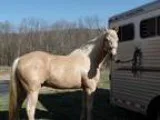 17yearold MFT gelding blue papered