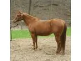 Gorgeous AQHA mare for sale