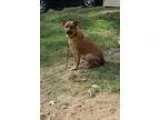 Adopt Major a Labrador Retriever Affenpinscher
