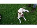 Adopt Precious a White - with Brown or Chocolate Staffordshire B