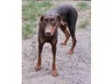 Adopt Maddie a Doberman Pinscher
