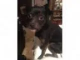 Adopt Ditzie-pending adoption a Black Shih Tzu Terrier (Unknown