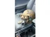 Adopt City a Pit Bull Terrier  Mixed dog in Berea OH (15384714)