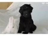 Super Friendly Puppy that Loves Cats and Kids