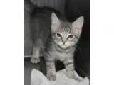 Adopt Quentin a Brown Tabby Domestic Shorthair  Mixed cat in Hil