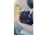 Adopt Jacob a Labrador Retriever  Black Mouth Cur  Mixed dog in 