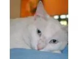 Adopt Casper a White Domestic Mediumhair  Mixed (medium coat) ca