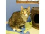 Adopt Rascal a Tabby