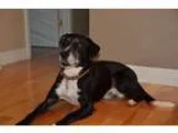 Adopt Dominic a Labrador Retriever