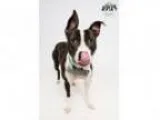 Adopt Tyco the Pool Boy a Australian Cattle Dog (Blue Heeler) Bo