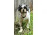 Adopt Lollipop a Lhasa Apso dog in Richardson TX (15436195)