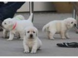 Commercial for Sale in Delhi Delhi