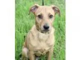 Kaelyn - Female Labrador RetrieverBoxer Mix