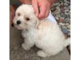 Adopt LhasaBichon puppies a Black Bichon Frise  Lhasa Apso  Mixe