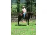 Exceptional experienced gaited very large trail horse