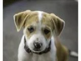Adopt Phyllis a German Shepherd Dog  Husky  Mixed dog in Kelowna