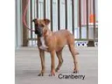 Adopt Cranberry a Boxer Black Mouth Cur