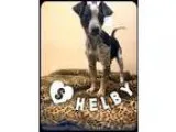 Adopt Shelby a Black - with White Blue Heeler  Mixed dog in Gard