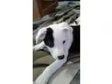 Adopt Lux a Australian Cattle Dog  Mixed dog in Los Banos CA (15