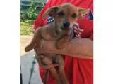 Adopt Hattie a BrownChocolate - with Tan Dachshund  Jack Russell
