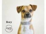 Adopt Rory a Beagle