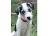Adopt ADDIE a White - with Black Welsh Terrier  Terrier (Unknown