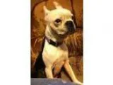 Adopt Beasley a White Boston Terrier  Mixed dog in Boston MA (15