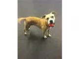 Adopt Honey Buns a Pit Bull Terrier  Mixed dog in Berea OH (1538