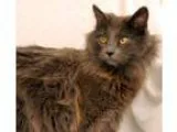 Adopt Fritter a Gray or Blue Domestic Mediumhair (medium coat) c
