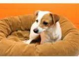 Adopt Diamond a White - with Tan Yellow or Fawn Terrier (Unknown