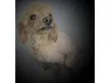 Adopt Chesnut a Poodle (Miniature)  Mixed dog in Sarasota FL (15
