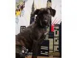 Adopt Leah a Brindle - with White Labrador Retriever  Boxer  Mix