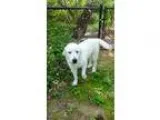 Adopt Ben Kingsley a White Great Pyrenees  Mixed dog in Enfield 