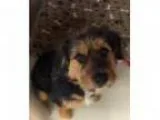 looking for new furbaby to add to our family