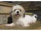 Adopt Softie a Bichon Frise  Shih Tzu  Mixed dog in Duncan BC (1