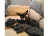 Adopt Tasha a Miniature Pinscher