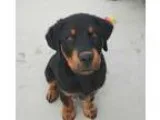 Adopt Diesel a BrownChocolate - with Black Rottweiler  Great Pyr
