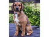 Adopt Ricky a BrownChocolate - with Black Basset Hound  Mixed do