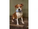 Adopt Duke a Boxer American Staffordshire Terrier